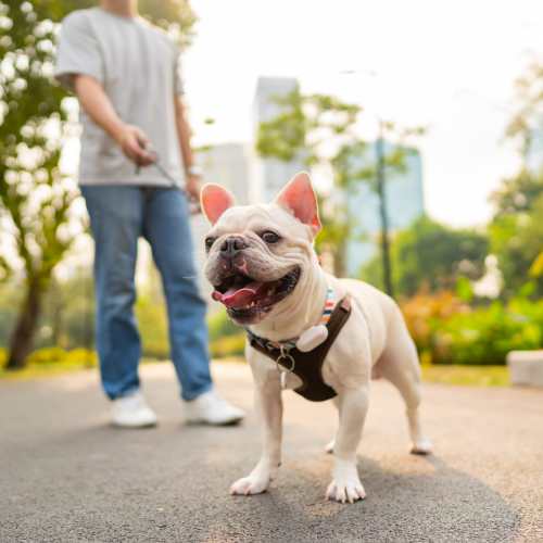 Cute dog on a walk near Zinc 1501 in Sacramento, California