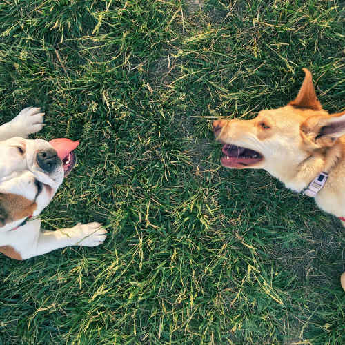 Dogs at Vistas At 707 in Charlotte, North Carolina