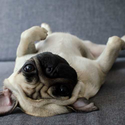Dog relaxing at home Avonlea Pointe in Duluth, Georgia