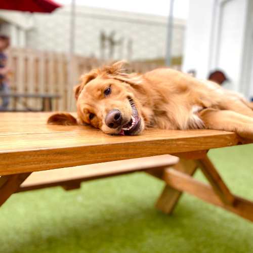 Dog Park at Mirada Apartments in Lewis Center, Ohio