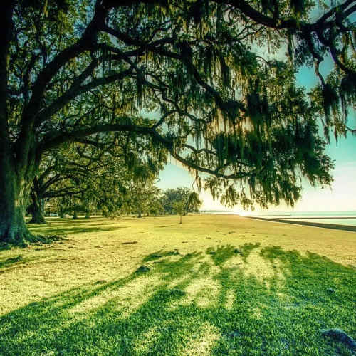 Luxury large trees with hanging moss and grassy area at Chapel Creek in Mandeville, Louisiana
