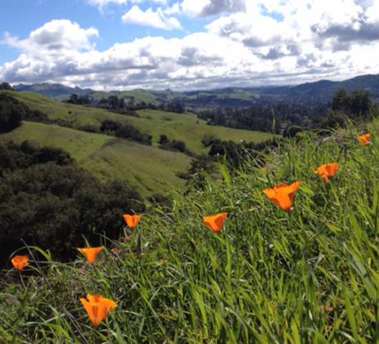 California poppies near Merrill Gardens at Lafayette in Lafayette, California