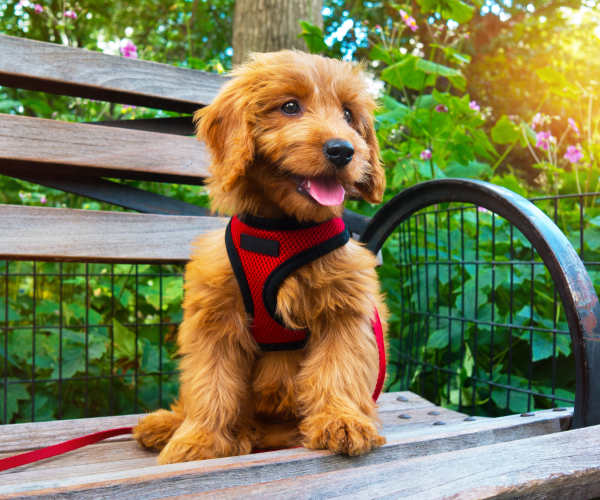 Pet-friendly at The Abbey at Inverness in Birmingham, Alabama