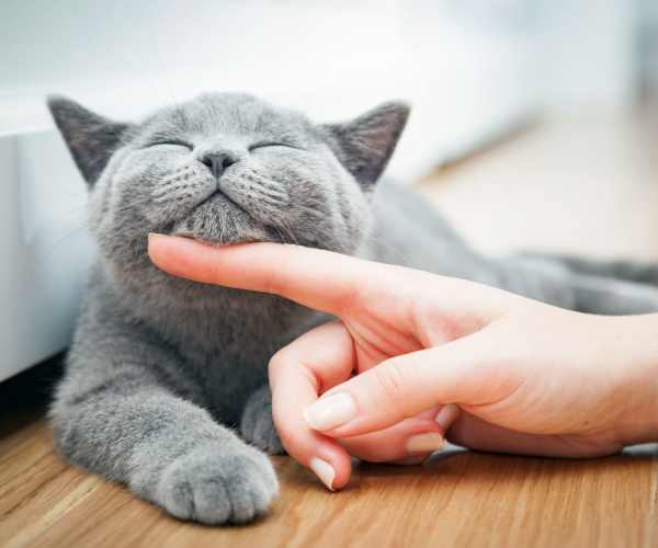 Resident giving chin scratches to their cat at The Abbey at Grande Oaks in San Antonio, Texas