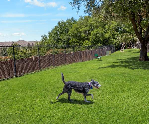 A labradoodle puppy wanting to play at Ballantyne Apartments