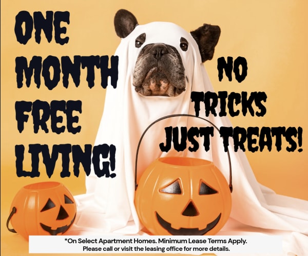 South Shore Coastal Living Fall Special!ONE MONTH FREE On Select Units! Act Fast - Limited Availability **Discount applies after first full months rent.