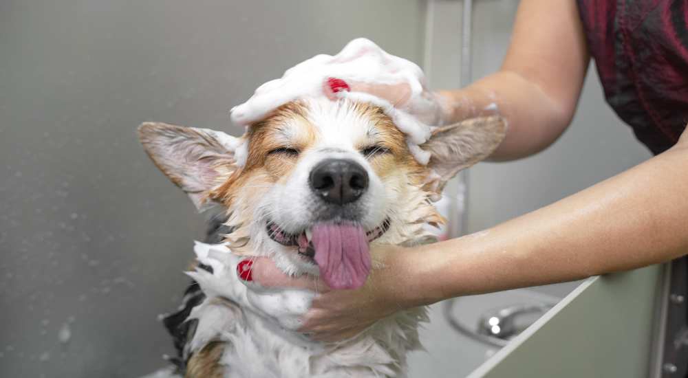 Pet wash salon at Nexus 485 in Charlotte, North Carolina