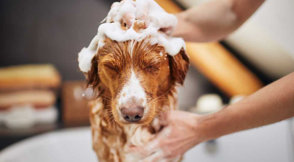 Dog taking bath in on-site dog spa at Grande Oaks in Roswell, Georgia