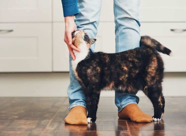 Pet-friendly community at Bixby Brockton Apartments in Brockton, Massachusetts, 