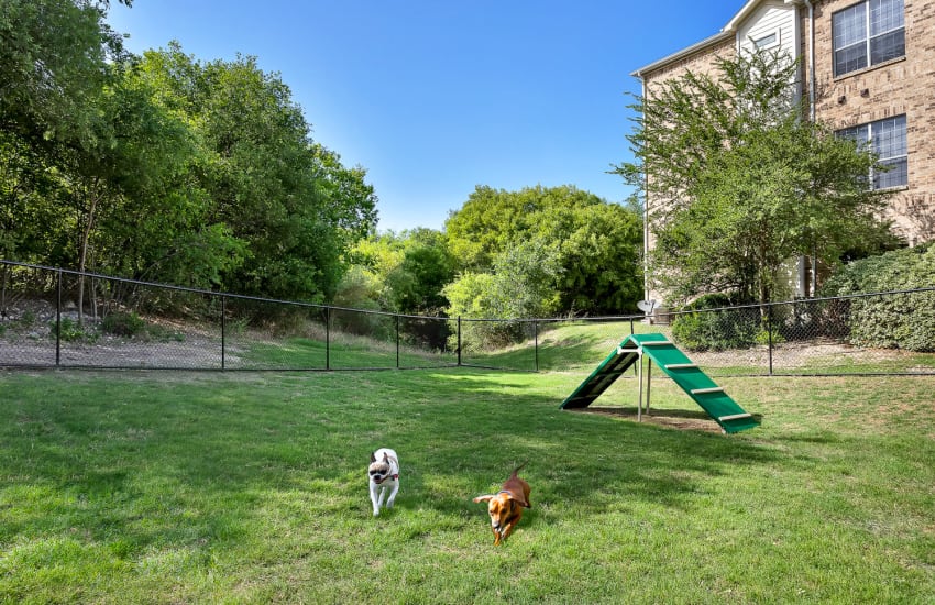Dogs running in the dog park at Stoneybrook Apartments & Townhomes in San Antonio, Texas