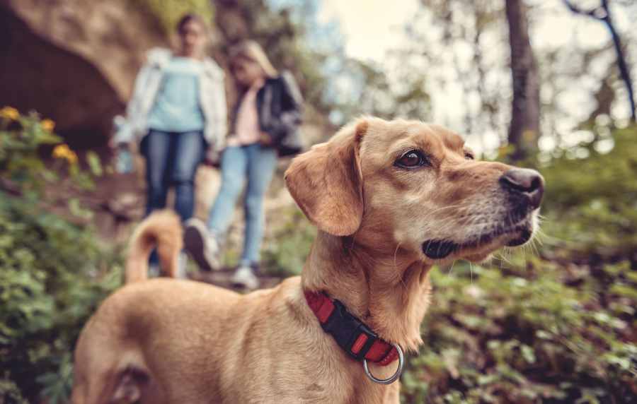 Residents walking their dog near The Southerly at St. Augustine in St Augustine, Florida