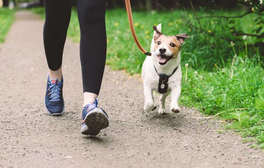 Resident walk in park with his dog near Broadway Crossing Apartments in Merrillville, Indiana