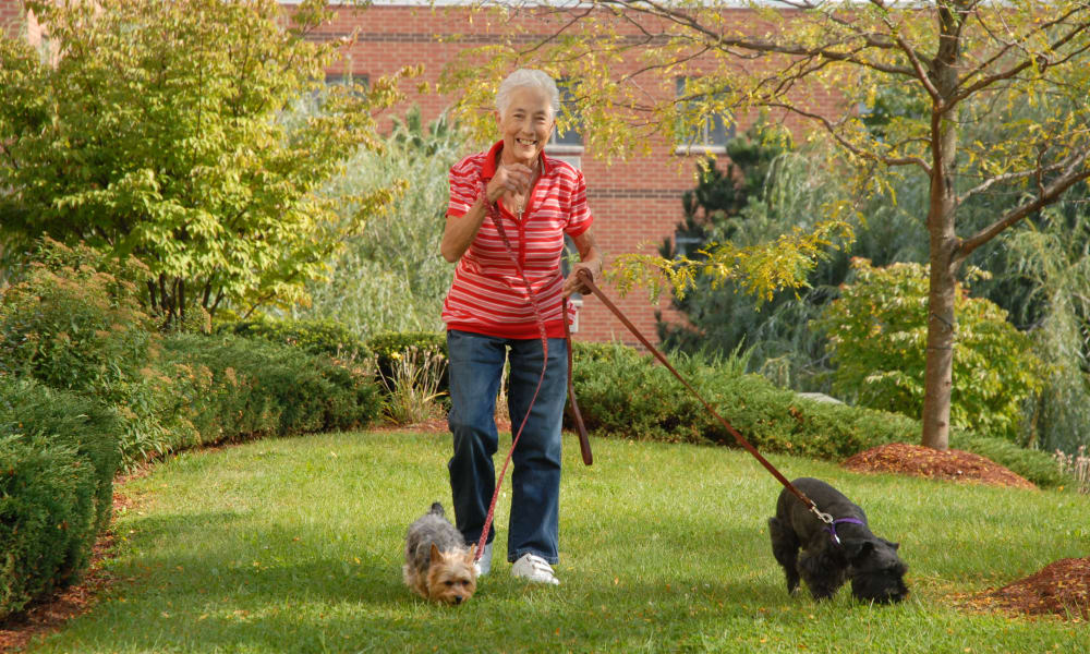 Resident walking her dogs at Chestnut Knoll in Boyertown, Pennsylvania