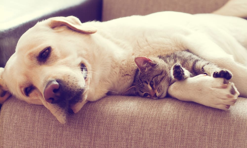 Dog and cat enjoying their new home at The Reserve at Sharon Woods in Columbus, Ohio