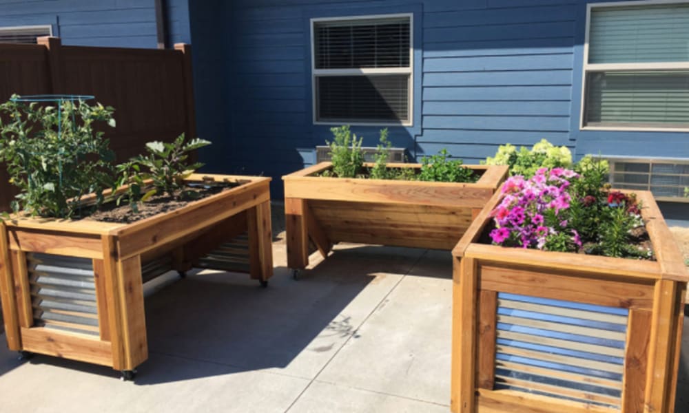 Community garden with several raised planter boxes at Aspen Valley Senior Living in Boise, Idaho