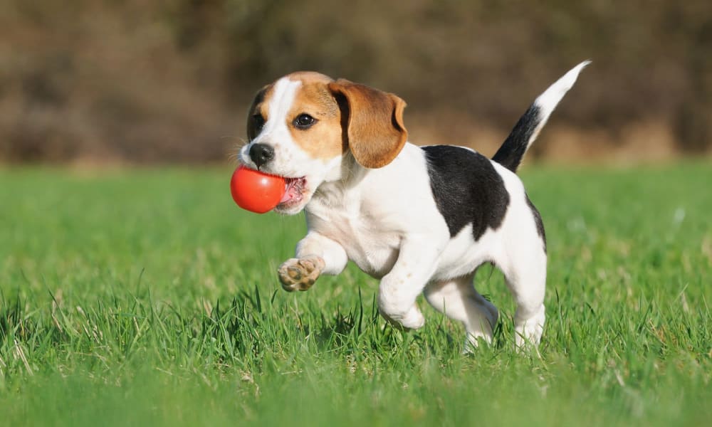 Puppy playing with red ball at Riverside North Apartment Homes in Chattanooga, Tennessee