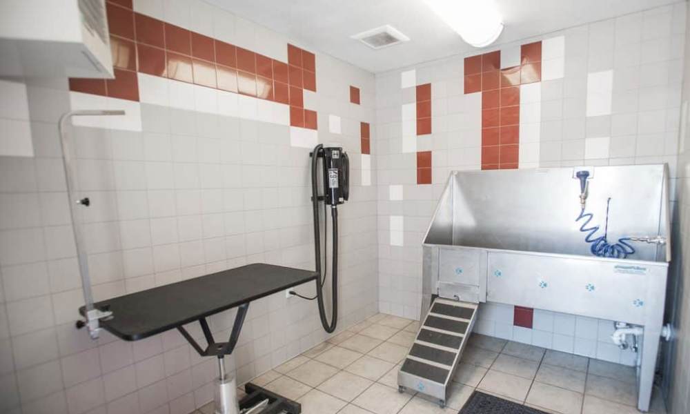 Pet grooming station with a stainless-steel tub and stairs at Elevation @ County Line Station in Englewood, Colorado