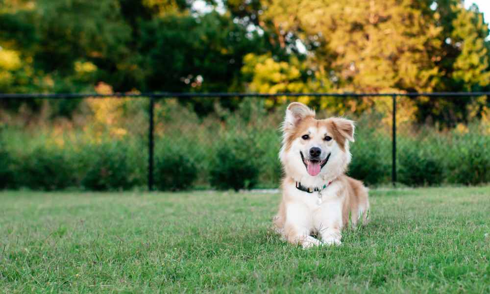Dog running in the grass at Sorella in Denver, Colorado