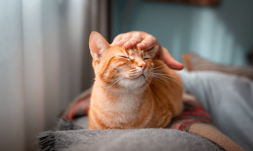 Cat in a pet-friendly apartment at Urban House in Dallas, Texas