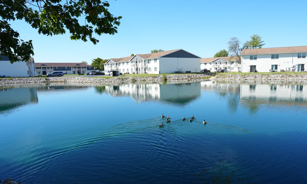 Ducks swimming across pond in front of a building at River Club in Evansville, Indiana