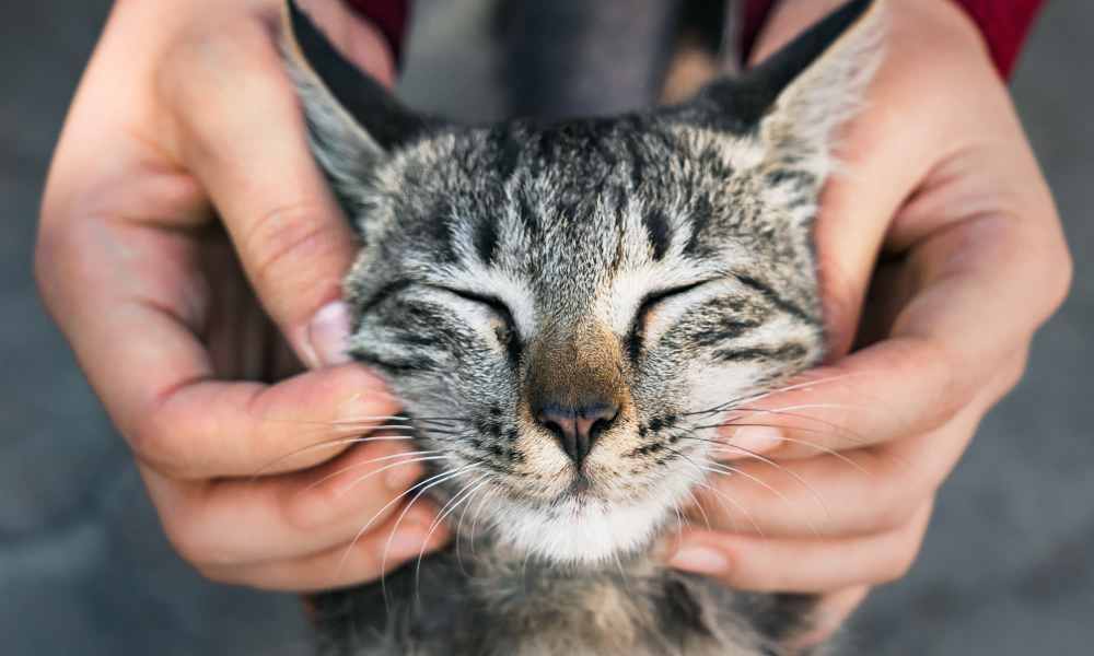 Resident petting a cat at Attwell Off Main in Tigard, Oregon