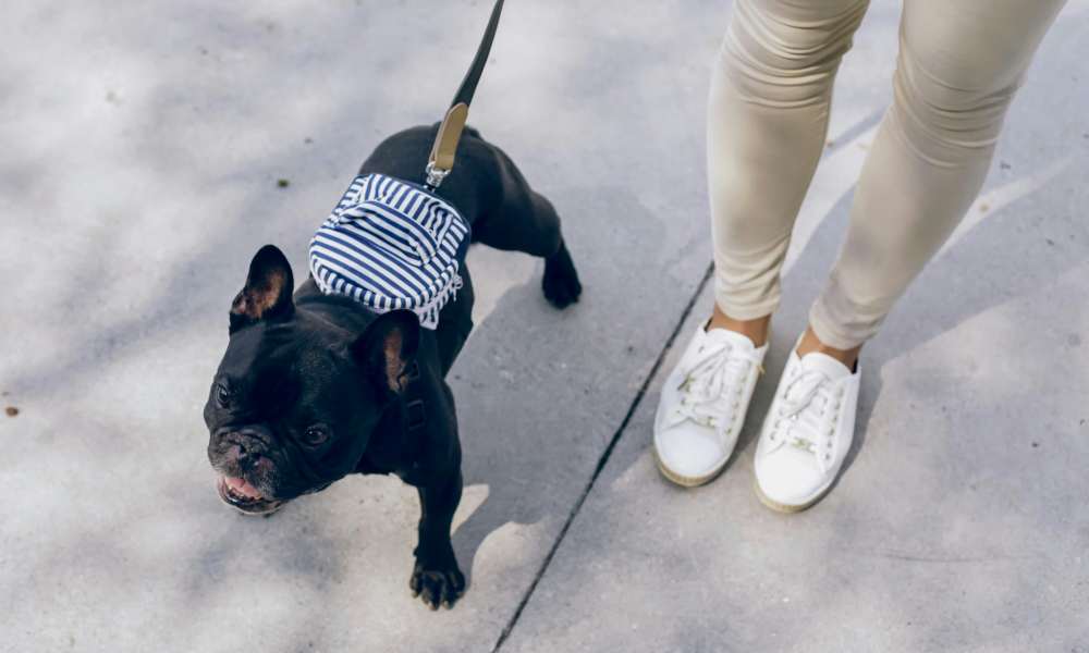 Resident with her dog at Champions Vue Apartments in Davenport, Florida 
