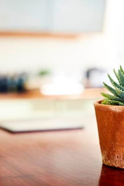 A house plant on counter at Echelon at Odenton in Odenton, Maryland