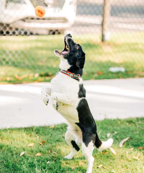 Dog catching a ball at The Flats at Crosspointe in Columbia, South Carolina