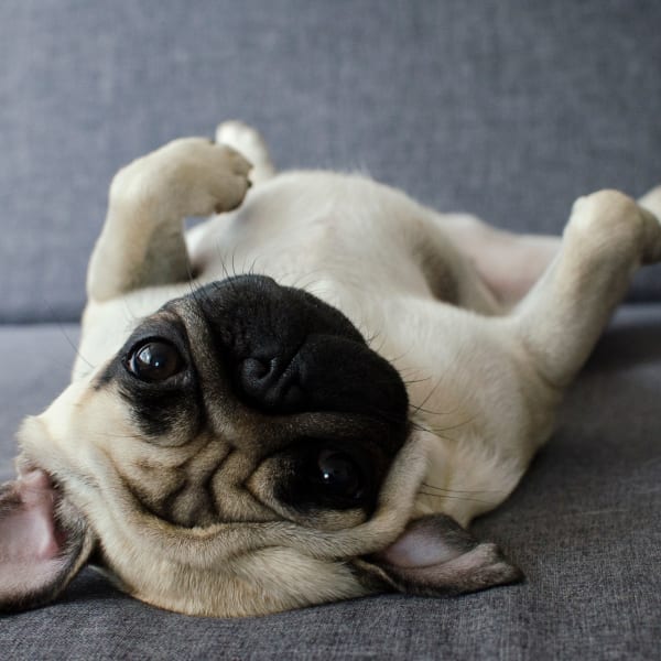 Cute puppy enjoying its new home at West Fifth Apartments in Ontario, California