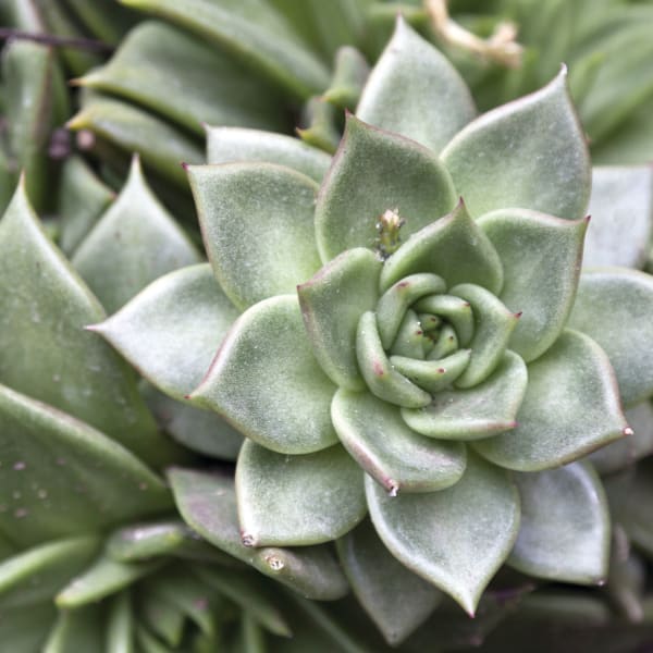 Thriving succulent at Olympus Grand Crossing in Katy, Texas