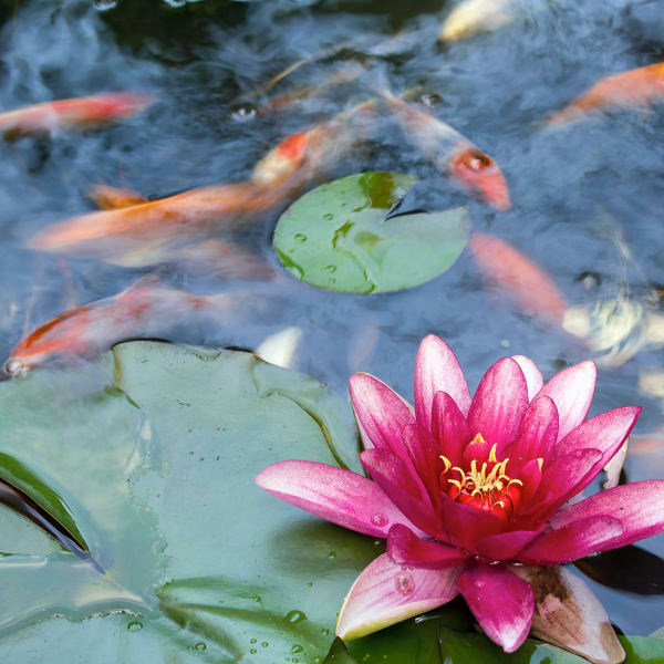 Koi and water lilies at Wimberly at Deerwood in Jacksonville, Florida
