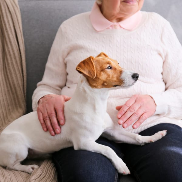 A dog sitting on a resident's lap at Kenmore Senior Living in Kenmore, Washington.