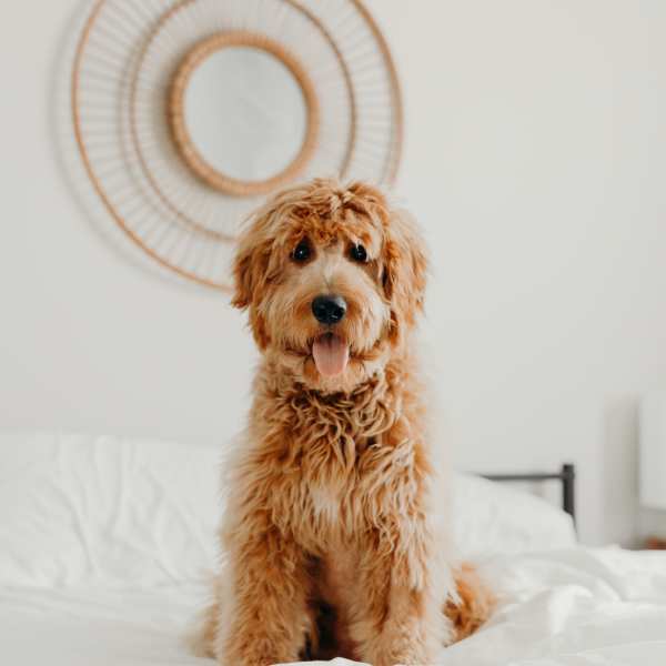 Cute pet dog seated on a couch at Fifteen in Miami,Florida