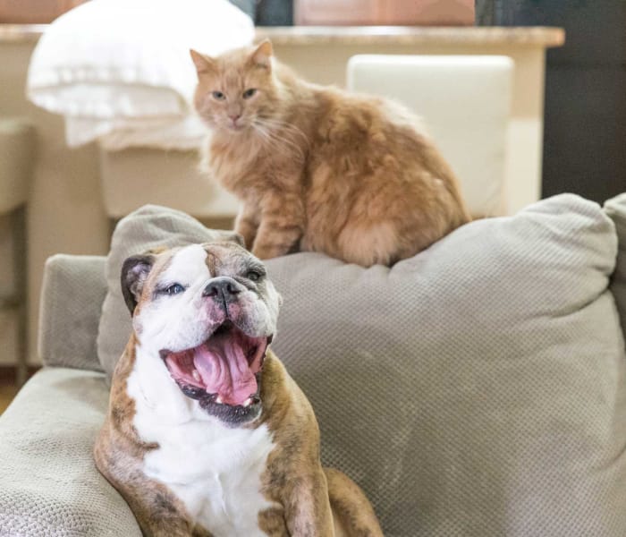 A happy dog and cat on the couch at Woodland Reserve in Ankeny, Iowa