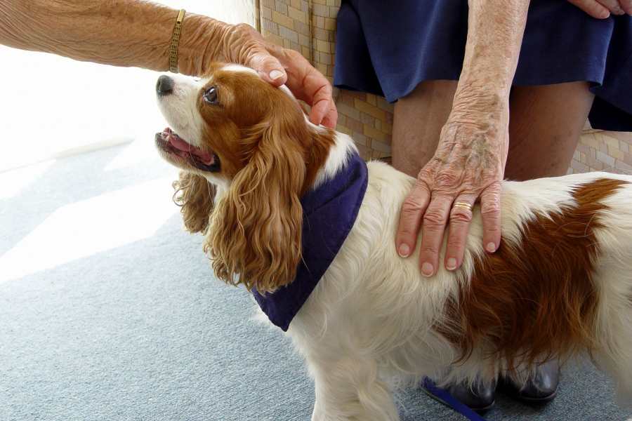 Pet Therapy is always welcome!