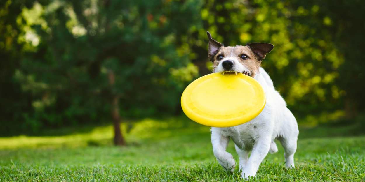 Dog running with a frisbee at The Meadowlark at Fairview in Fairview, Oregon