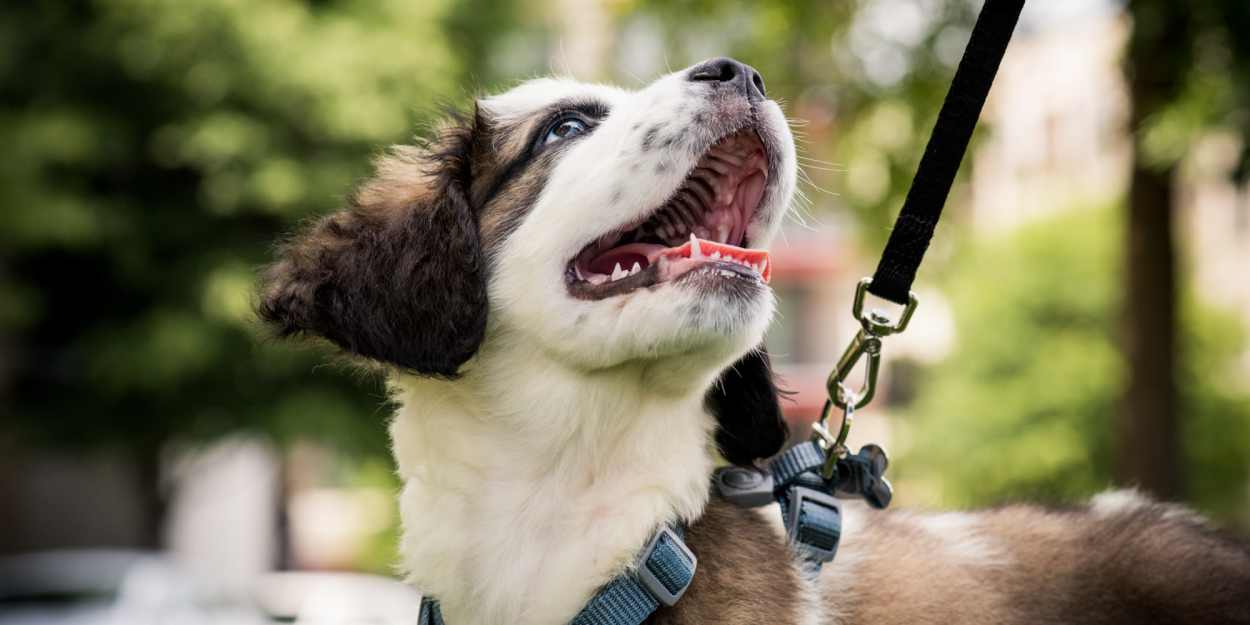 Dog on a leash at Grand Oak Apartments in Largo, Florida