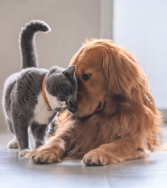Pets at Lodge at Croasdaile Farm in Durham, North Carolina