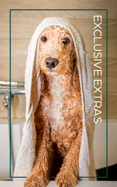 Pet Spa and Grooming at The Maven on Broadway in Rochester, Minnesota