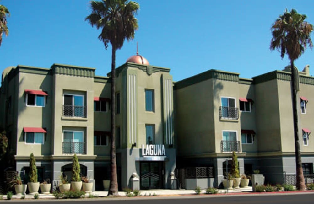 Palm trees outside of Laguna Senior in Los Angeles, California