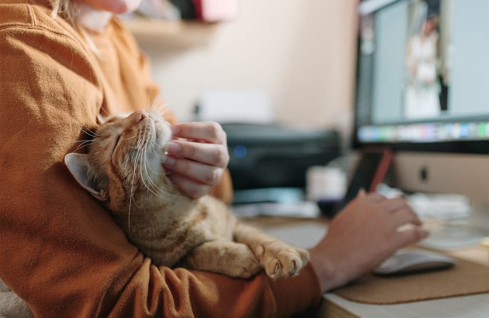 Resident petting cat at Coventry Commons in Louisville, Kentucky