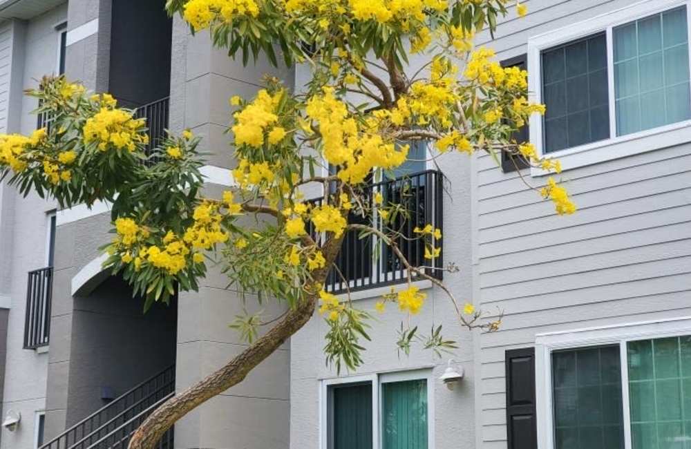 A blooming tree outside of an apartment building at Hawk's Landing in Fort Myers, Florida
