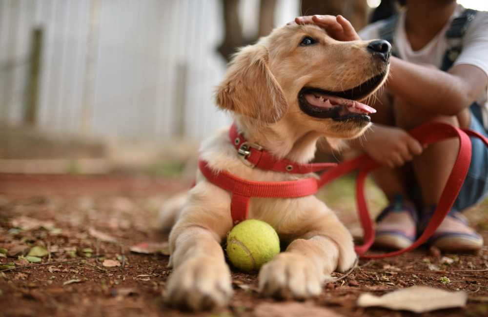 Residents petting and walking their dog in the park near The Pointe At Victoria in Victoria, Texas