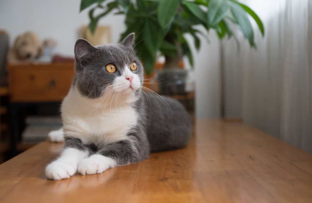 Happy cat looking in her apartment at Homestead Oaks Apartments in Austin, Texas