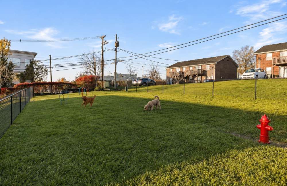 Pet park