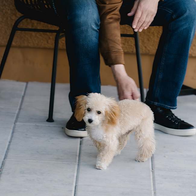 Resident petting dog on patio at Heirloom at Torrey Pines in Las Vegas, NV