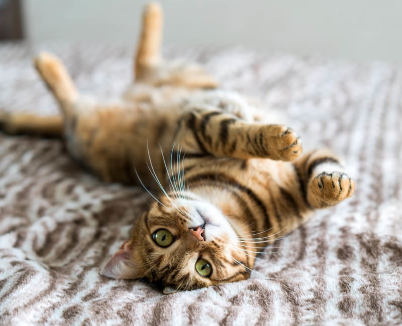 Kitten stretching out on the bed in a home at Montgomery Plaza in Cincinnati, Ohio