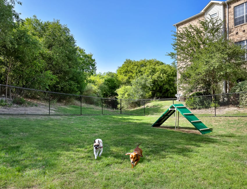 Dogs running in the dog park at Stoneybrook Apartments & Townhomes in San Antonio, Texas