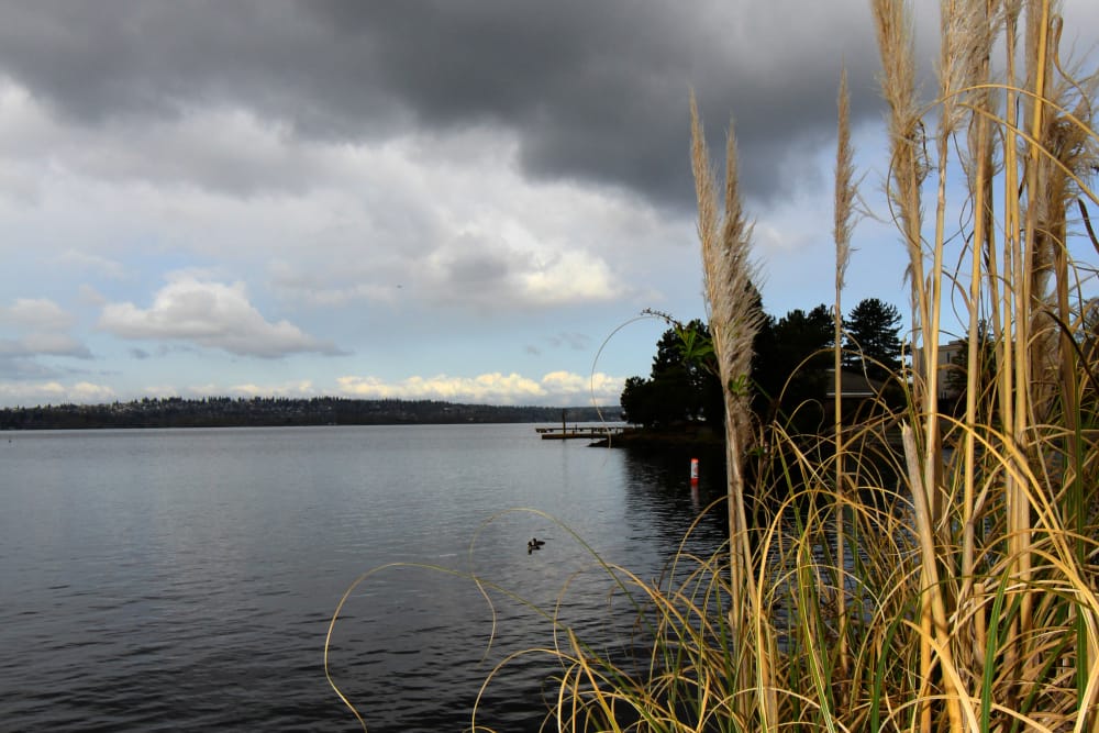 Local lake near The 101 in Kirkland, Washington