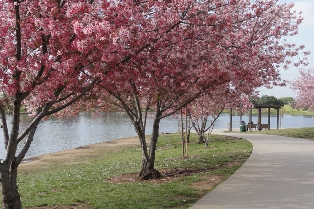Cherry blossom trees lining walking path near small lake near The Crossroads in Van Nuys, CA